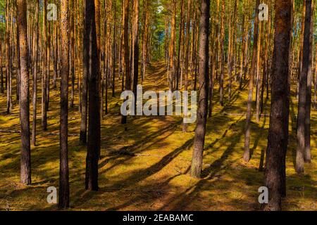 Forêt de pins en été en Allemagne, sentier de randonnée étroit au milieu Banque D'Images