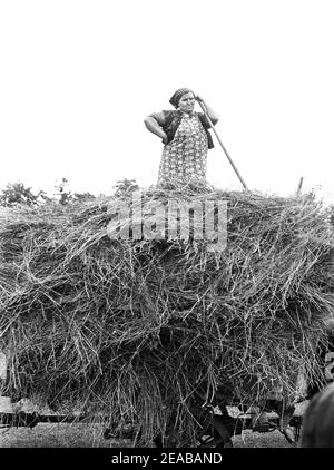 Une femme agricole qui aide à charger du foin, comté de Door, Wisconsin, États-Unis, John Vachon, administration américaine de la sécurité agricole, juillet 1940 Banque D'Images