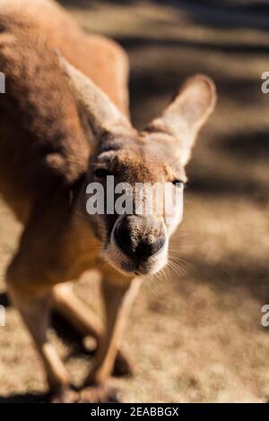 Australie, Queensland, Queensland, Queensland, Sanctuaire, Kangaroo, Macropodidae, Soleil, été Banque D'Images