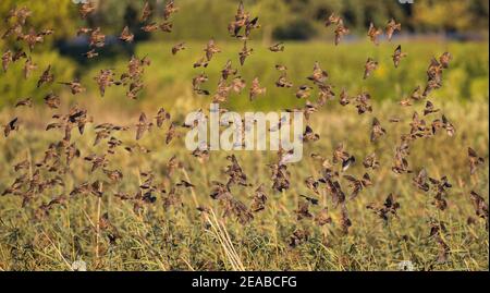 Starling européen (Sturnus vulgaris) murmuration d'un grand troupeau volant et atterrissage à la roôte dans les roseaux, Brandebourg, Allemagne Banque D'Images