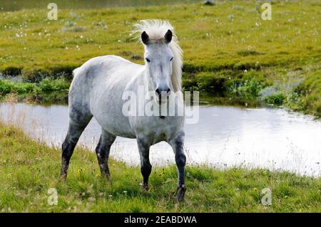 Iceland Horse (Equus ferus caballus), moule gris, Litla a, Akureyri, nord de l'Islande Banque D'Images