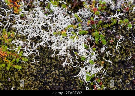 Lichen de renne commun (Cladonia portentosa), champ de lave du volcan Thrihnukagigur, Islande, Reykjavik Banque D'Images