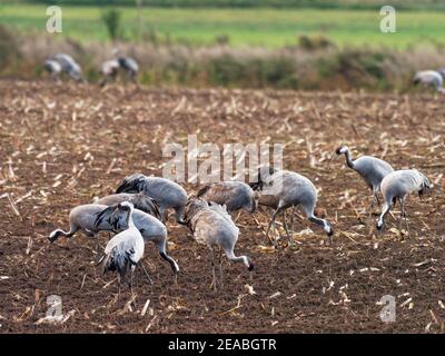 Grues fourragant dans un champ récolté, Eurasischer Kranich, Grauer Kranich, Grus grus Banque D'Images