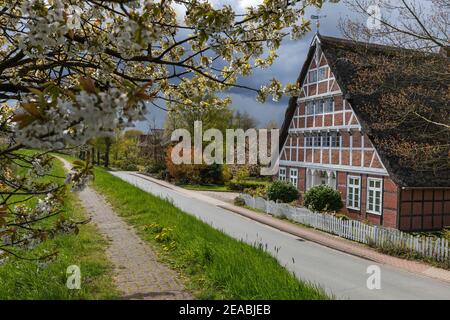 Cerisiers en fleurs, promenade sur la digue, rivière Lühe, ferme Altländer à Steinkirchen, pays d'Altes, quartier de Stade, Basse-Saxe, Banque D'Images