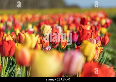 Champ de tulipes, près de Bremervörde, quartier de Rotenburg, Basse-Saxe, Banque D'Images