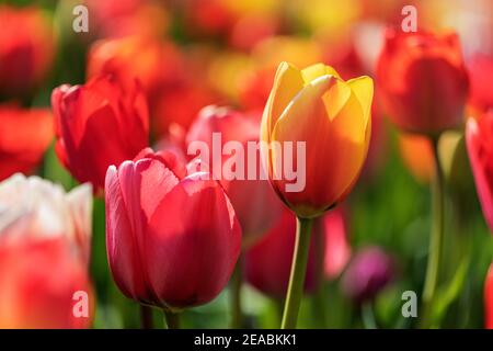 Champ de tulipes, proche, à Bremervörde, quartier de Rotenburg, Basse-Saxe, Banque D'Images