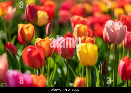 Champ de tulipes, proche, à Bremervörde, quartier de Rotenburg, Basse-Saxe, Banque D'Images