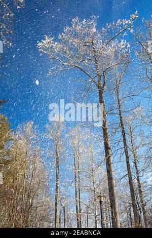 Neige tombant contre le ciel bleu et les arbres en hiver - Brevard, Caroline du Nord, Etats-Unis Banque D'Images