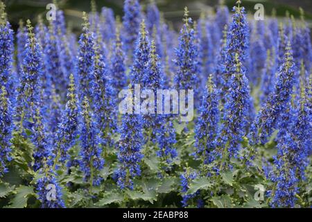 Plante coléaire à fleurs bleu vif, d'espèce Plectranthus Banque D'Images