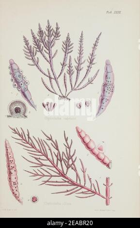 Nereis australis, ou d'algues de l'océan austral Banque D'Images