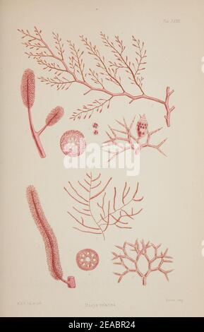 Nereis australis, ou d'algues de l'océan austral Banque D'Images