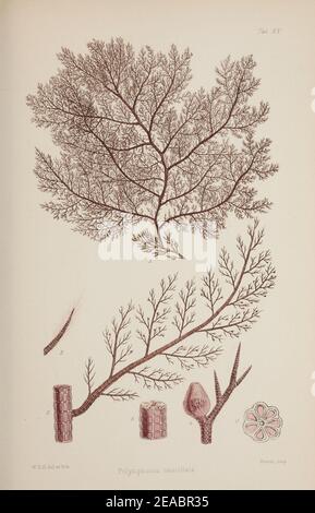 Nereis australis, ou d'algues de l'océan austral Banque D'Images