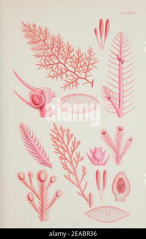 Nereis australis, ou d'algues de l'océan austral Banque D'Images