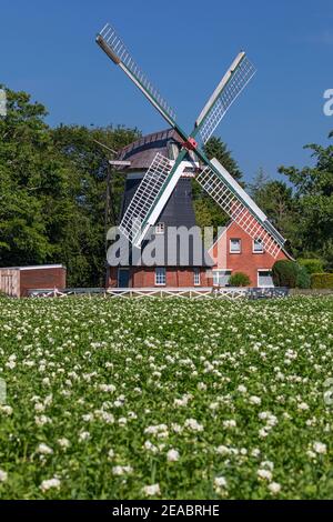 Champ de pommes de terre, moulin à vent, 'Tjadens Mühle', Südcoldinne, municipalité de Großheide, dans le district de Frise orientale d'Aurich, Basse-Saxe, Banque D'Images