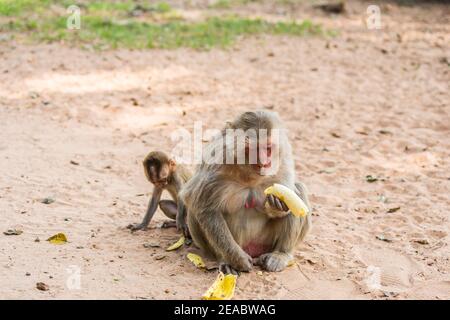 Mère singe et bébé singe est assis sur le sable et mange de la banane Banque D'Images