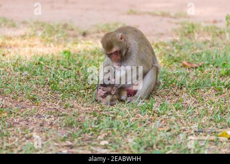 Mère singe trouver la maison et la cuisine pour bébé singe sur l'herbe Banque D'Images