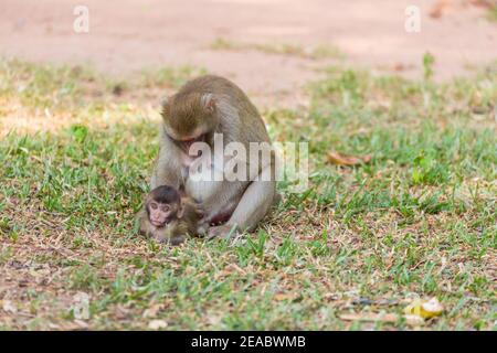 Mère singe trouver la maison et la cuisine pour bébé singe sur l'herbe Banque D'Images