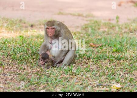 Mère singe trouver la maison et la cuisine pour bébé singe sur l'herbe Banque D'Images