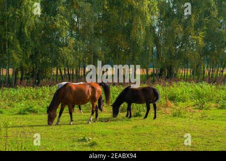Dans le pâturage pâturage chevaux Banque D'Images