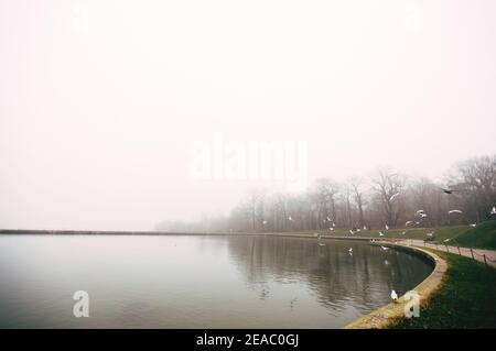 Oiseaux le matin sur la rive d'une rivière brumeuse. Canards, mouettes Banque D'Images