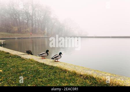 Oiseaux le matin sur la rive d'une rivière brumeuse. Canards, mouettes Banque D'Images