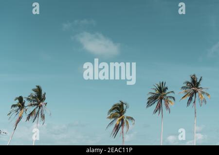 Petit arbre tropical de noix de coco en été avec fond de ciel. CopySpace vous pouvez insérer du texte. Style vintage de ton de couleur de film. Banque D'Images