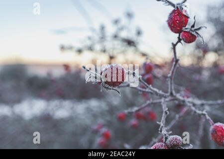 Rosiers congelés, fruits à coque, macro, Bade-Wurtemberg, Allemagne, Europe Banque D'Images