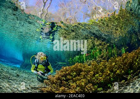 Plongeur dans le pot de source clair de cristal de Ginnie Springs, High Springs, Gilchrist County, Floride, États-Unis Banque D'Images