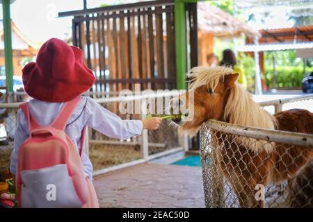 Une jeune fille asiatique mignonne nourrit des feuilles d'un poney brun dans une ferme. Banque D'Images