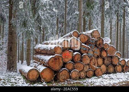 Troncs d'arbres abattus dans la forêt d'hiver sur l'Erbeskopf (816 m), la plus haute montagne de Rhénanie-Palatinat, Parc national Hunsrück-Hochwald, Rhénanie-Palatinat, Allemagne Banque D'Images