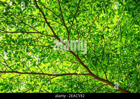 Une photo à angle bas de branches d'arbre de terminalia avec des feuilles vertes par une journée ensoleillée. Banque D'Images