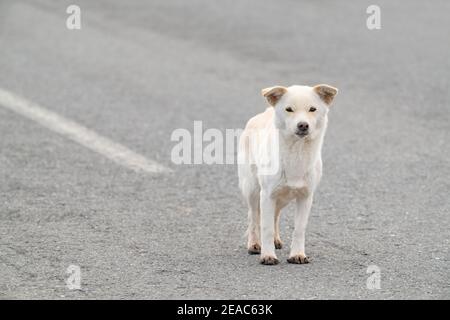 Un chien mignon attend son propriétaire sur la route Banque D'Images