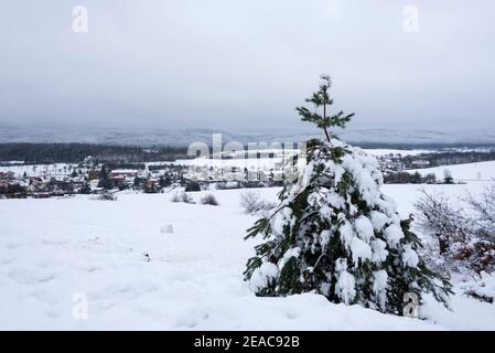 Allemagne, Saxe-Anhalt, Timmenrode, un pin recouvert de neige se dresse sur une pente au Teufelsmauer dans les montagnes du Harz. Timmenrode peut être vu derrière elle. Banque D'Images