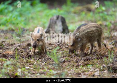 Sanglier, sus scrofa, porcelets Banque D'Images