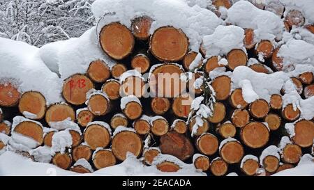 Piles de bois dans la neige, Neunhäuser Wald près de Greimerath, Hochwald, Parc naturel de Saar-Hunsrück, Rhénanie-Palatinat, Allemagne Banque D'Images