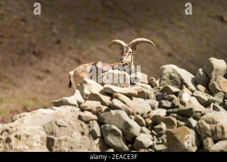 Capricorne sur Stok Kangri Banque D'Images