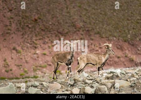 Capricorns sur Stok Kangri Banque D'Images