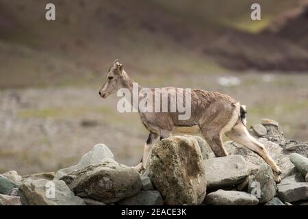 Capricorne sur Stok Kangri Banque D'Images