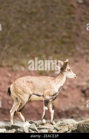 Capricorne sur Stok Kangri Banque D'Images