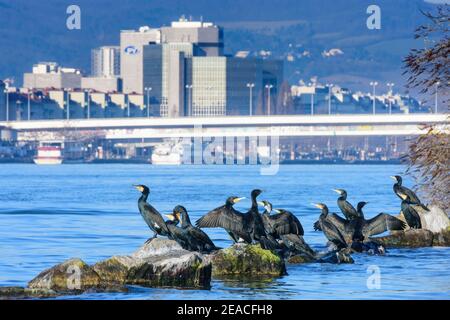 Wien / Vienne, groupe de bains de soleil de grand cormoran (Phalacrocorax carbo) au fleuve Donau (Danube), pont Reichsbrücke, bâtiment de Pensionsversicherungsanstalt (PVA), montagne Wienerwald en 02. Leopoldstadt, Autriche Banque D'Images