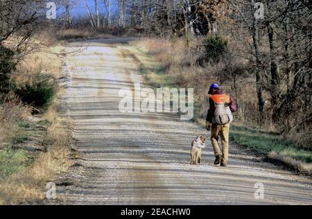 En fin de compte, un chasseur de cailles Bobwhite et un compositeur anglais se promette sur une route de campagne dans le Kansas, aux États-Unis. Banque D'Images