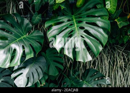 Feuilles vert foncé monstère ou feuille fractionnée philodendron fond clair et ombre. Banque D'Images