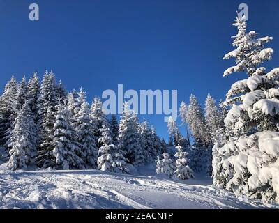 Domaine skiable de Serlesbahnen, paysage d'hiver, arbres enneigés, pistes de ski dans la neige, ciel bleu, soleil, montagnes, Alpes, Mieders, vallée de Stubai, Autriche Banque D'Images