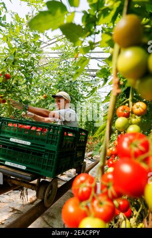 Wittichenau, haute Lusatia, Saxe, Allemagne - récolte de tomates dans la ferme familiale Domanja et la ferme maraîchère, jusqu'à 25 employés travaillent dans la ferme d'inclusion, dont 5 employés handicapés graves, ici un employé permanent handicapé récolte des tomates mûres dans la serre. Banque D'Images