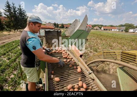 Wittichenau, haute Lusatia, Saxe, Allemagne - la récolte de pommes de terre dans la ferme familiale Domanja et la ferme végétale, un employé trie les pommes de terre. Banque D'Images