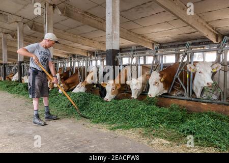 Wittichenau, haute Lusatia, Saxe, Allemagne - les bovins mangent de l'herbe fraîche dans les écuries, les anciens bâtiments GPL, les animaux de la ferme familiale Domanja et la ferme végétale sont gardés sur la paille d'une manière appropriée à l'espèce, avec un espace généreux et des normes organiques et avec l'alimentation de ferme auto-produite, après avoir mangé le bétail sont autorisés à retourner à l'extérieur, jusqu'à 25 employés travaillent dans la ferme d'inclusion, y compris 5 employés avec une incapacité grave, ici un employé permanent avec une incapacité grave travaille dans les écuries. Banque D'Images