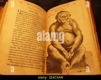 Nicolaes Tulp 1641 3de capvt lvi satyr. Banque D'Images