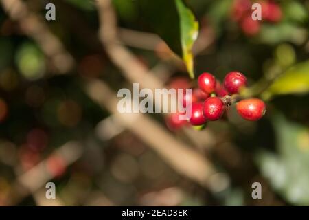Le lac Atitlan, au Guatemala, des grains de café mûrs qui poussent sur un arbre. Banque D'Images
