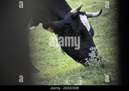 Portrait d'une vache Holstein broutant dans un pré d'herbe verte dans la campagne Banque D'Images