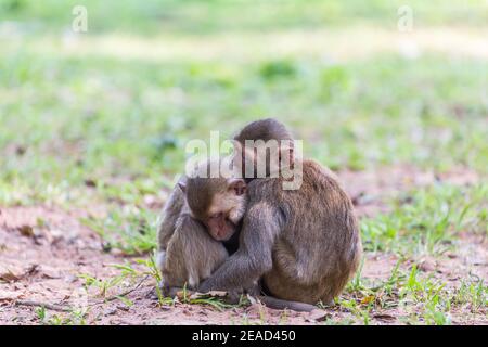 Deux singes dormant sur l'herbe Banque D'Images